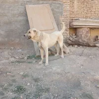 سگ سرابی|سگ|شهرکرد, |دیوار