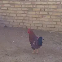 خروس|حیوانات مزرعه|بیجار, |دیوار