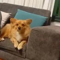 واگذاری سگ پامرین روباهی