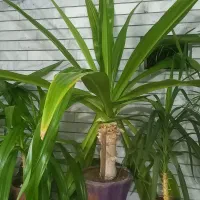 گلدانهای زیبا و تمیز|گل و گیاه طبیعی|فلاورجان, |دیوار