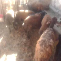 فروش گوسفند قربانی برای محرم به فروش می رسد
