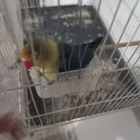 عروس کوتوله|پرنده|تربتحیدریه, یحیی آباد|دیوار