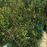 بادام جی آن و رویشی ....|خدمات باغبانی و درختکاری|شیراز, بهارستان|دیوار