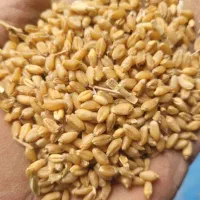 خریدار گندم