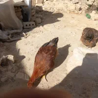 فروش‌مرغ‌محلی