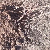 نهال دوساله بیدانه سفید