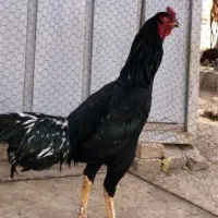 ماده مرغ لوطین