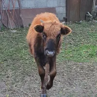 گاو|حیوانات مزرعه|بندر انزلی, بشمن|دیوار