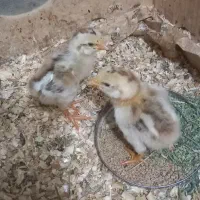 جوجه لاری و مرغ لاری|حیوانات مزرعه|مشکیندشت, |دیوار