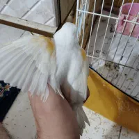 قناری سفید ماده هم قرچک هم پیروزی مترو ابن سینا|پرنده|قرچک, مهدیه|دیوار