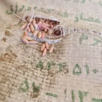 گندم بوجاری