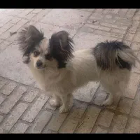 سگ پاپیون|سگ|کرمانشاه, |دیوار