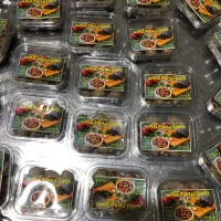 زیتون پرورده اصیل و تازه گیلانی