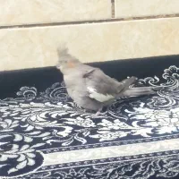 پرنده|پرنده|مرودشت, محمد آباد|دیوار