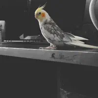 گمشده فراری