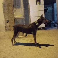 سگ ژرمن و دوبرمن|سگ|برازجان, |دیوار