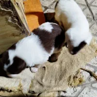 واگذاری توله اشپیتز تریر