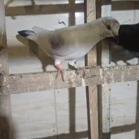 کفتر ماده