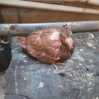 جوجه سرخ