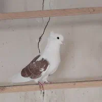 14 کفتر زیبا و پرشی|پرنده|آفتاب, |دیوار