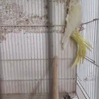 جفت مولد نرسخنگوو ماده تک زعفرونی فروش معاوضه|پرنده|مشهد, سرافرازان|دیوار