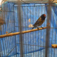 گلبسر نر خرم اباو