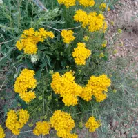 استخدام منشی