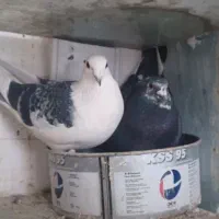 کفتر رنگی .المانی خال شستی طوطی برزیلی.عروس هلندی|پرنده|بومهن, |دیوار