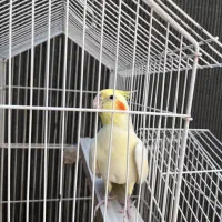 عروس هلندی نر و ماده