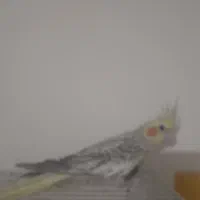 عروس هلندی|پرنده|تربتحیدریه, منظر|دیوار