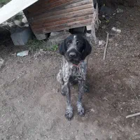 سگ شکاری|سگ|تالش, هشتپر|دیوار