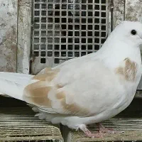 کبوتر دوکت و کبوتر پلاکی