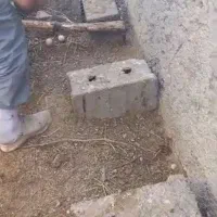 فروش تخم مرغ محلی نطفه دار،مرغ تخمگذار، کود مرغی