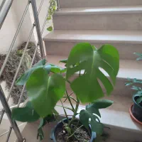 برگ انجیری|گل و گیاه طبیعی|کرج, شاهین‌ویلا|دیوار