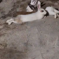 خرگوش