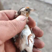 سهره جوجه قفس سال|پرنده|کرمانشاه, |دیوار