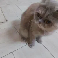 دوتا باهم