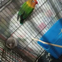 طوطی برزیلی سالم|پرنده|محمدیه-قزوین, |دیوار