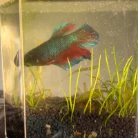 فایتر پلاکت|ماهی|تهران, فردوس|دیوار