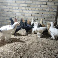 جوجه برهما 5ماهه