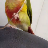 گمشده طوطی گیرینچیک|حیوانات|اراک, |دیوار