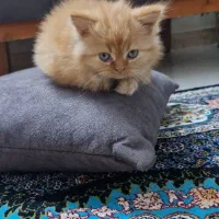 گربه پرشین|گربه|تهران, ابوذر|دیوار