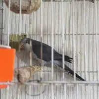 جفت راهب مولد با تخم