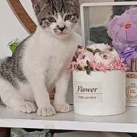 ۲ عدد بچه گربه و مادرشون|گربه|کرمانشاه, |دیوار