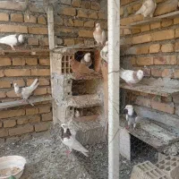 کبوتر طوقی