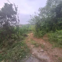 زمین مسکونی ویلائی دارای مرکبات|فروش زمین و ملک کلنگی|گلوگاه بابل (گلیا), |دیوار