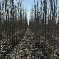 نهالستان ارقاممتنوع میوه وصنوبر هایاقتصادی|خدمات باغبانی و درختکاری|دهگلان, |دیوار