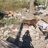 بز ماده|حیوانات مزرعه|خرمشهر, |دیوار