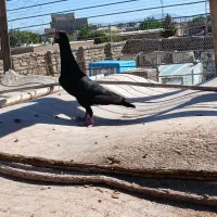 کبوتر|پرنده|اقبالیه, |دیوار