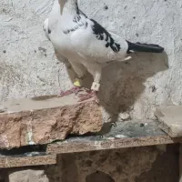 کفتر ابلغ و پرستو